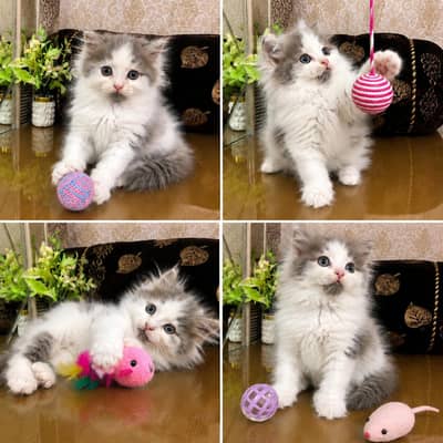 Persian Kittens | Triple Coated | Fluffy Kittens | For Sale | COD Ava