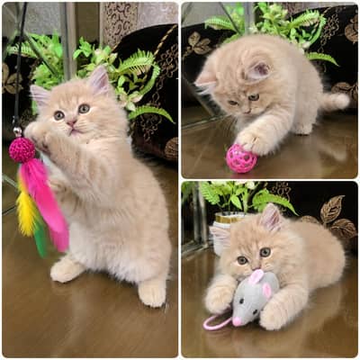 Persian Kittens | Triple Coated | Fluffy Kittens | For Sale | COD Ava
