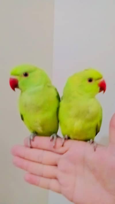 03369510495 Green ringneck parrots handtame pair
