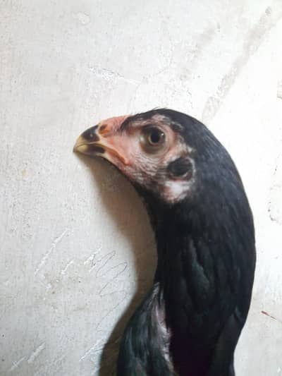 pure japanese shamo female