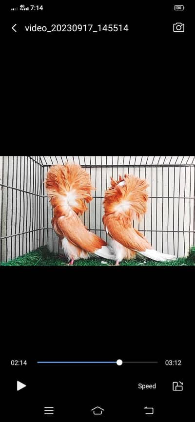 Taripal hud bareedr pair