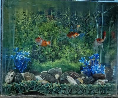 Fish Aquarium