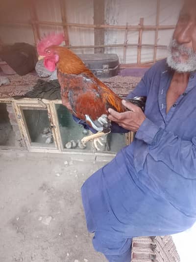 kala Pela satmora Ghar ki nayab breed