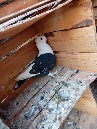 santient pigeon breeder pairs