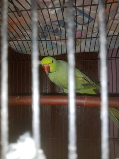 Rose-ringed Parakeet Parrot