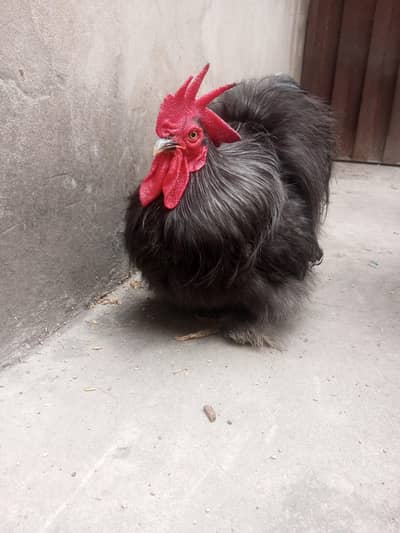Black Bantam