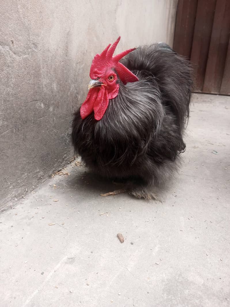 Black Bantam 0