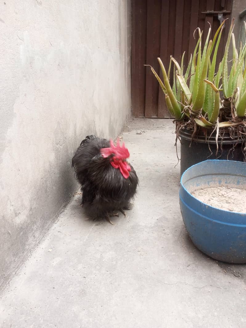 Black Bantam 1