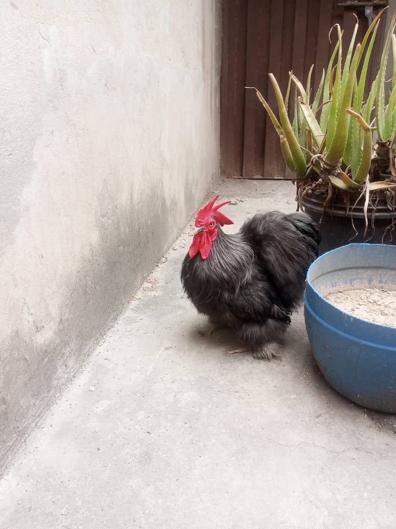 Black Bantam 2