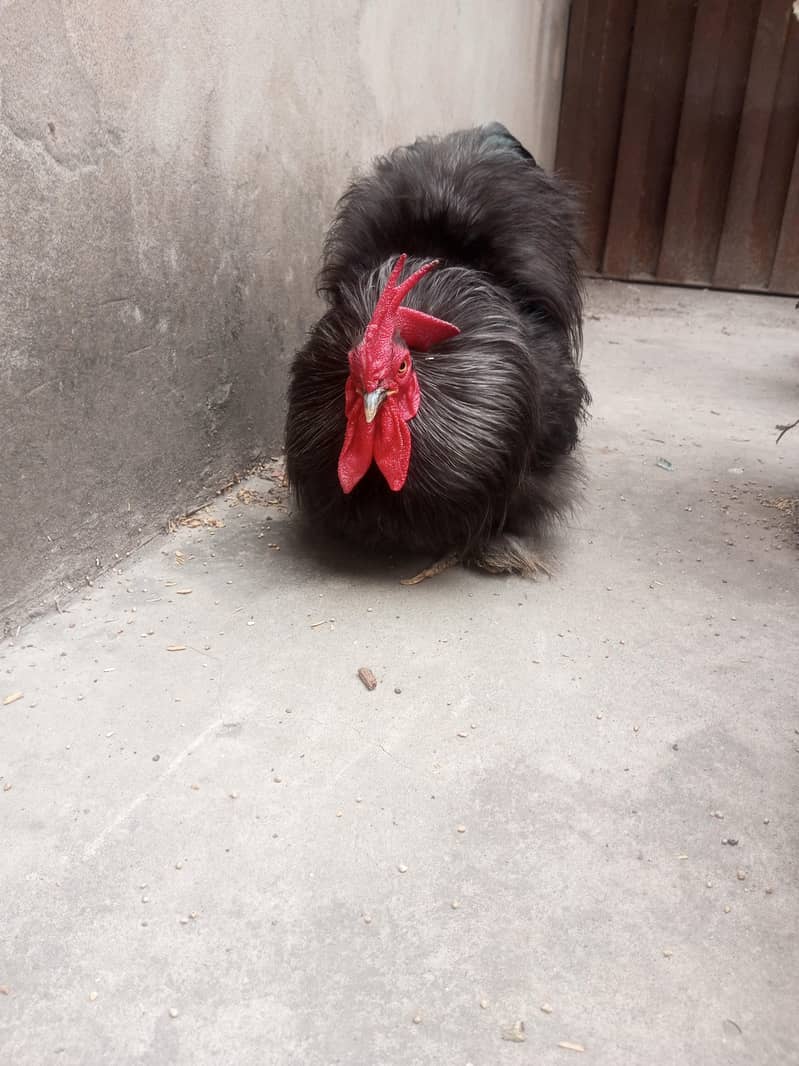 Black Bantam 3