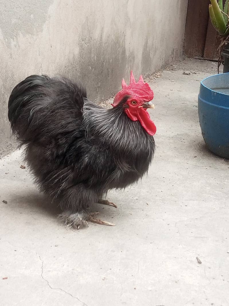 Black Bantam 4