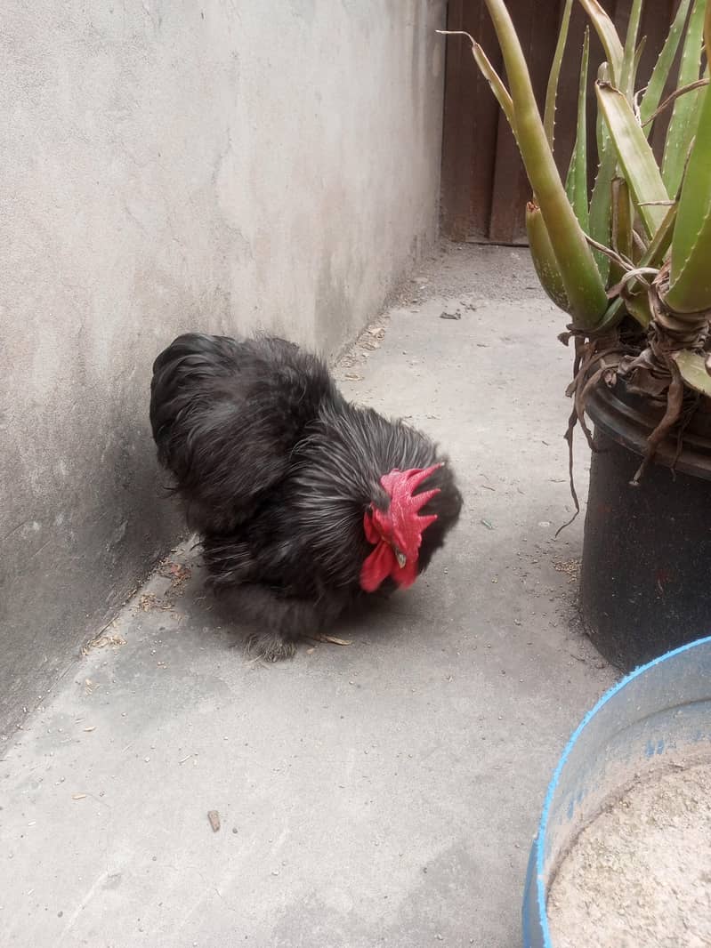 Black Bantam 5