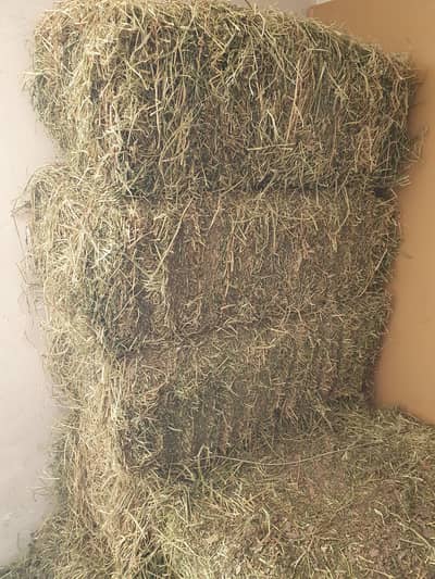 Alfa Alfa Hay for Sale (Khushk Loosan)