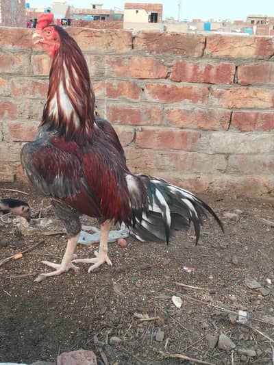 Aseel Mianwali Lakha Murga for Sale 03044329754