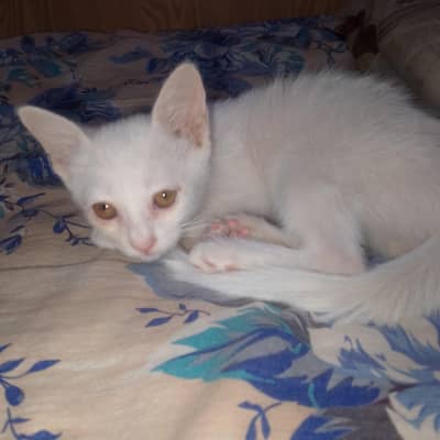 White Persian Kitten