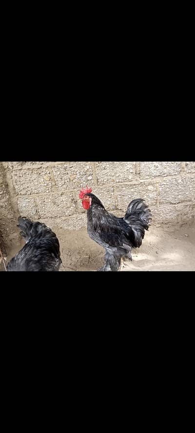 blue buff male
