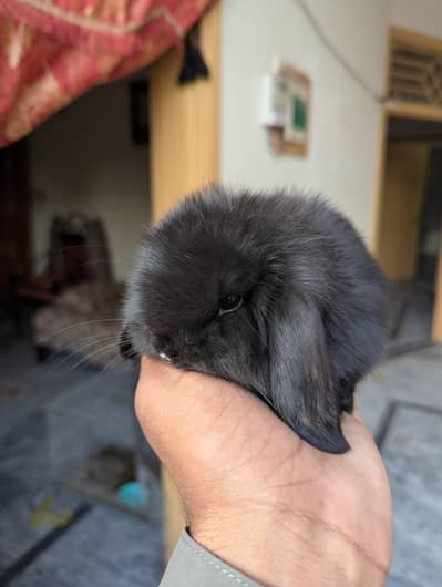 holland lop breader male top caovalti
