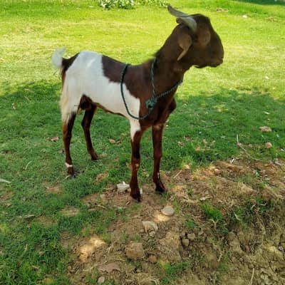 bakra for sale