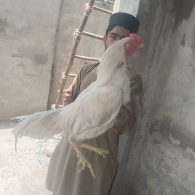 Aseel Heera Poura Murga For Sale