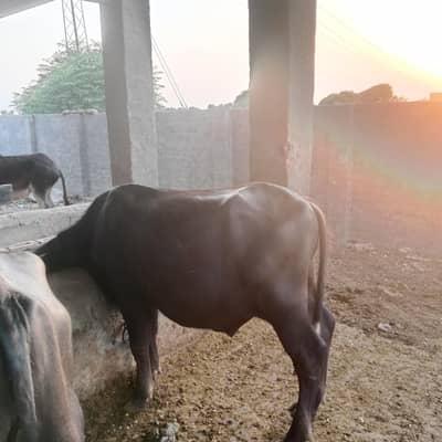 Katta for 2027 Qurbani
