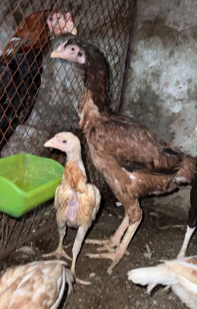 Aseel pair exchange parwazi kaboter