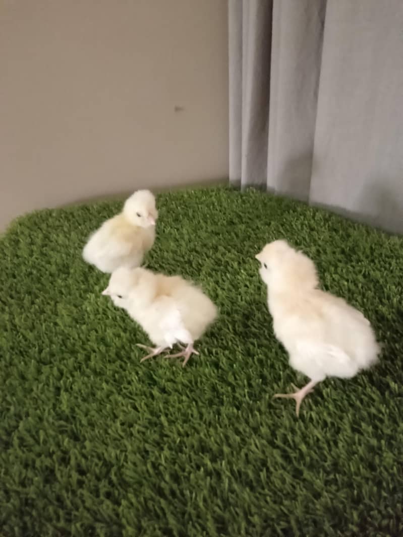 chicks 0