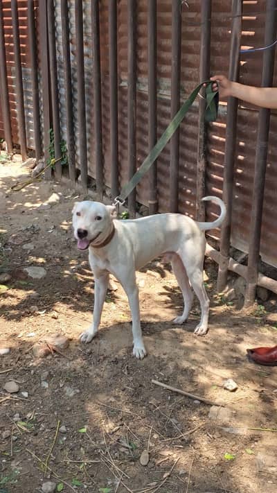 Bully gultair dog male