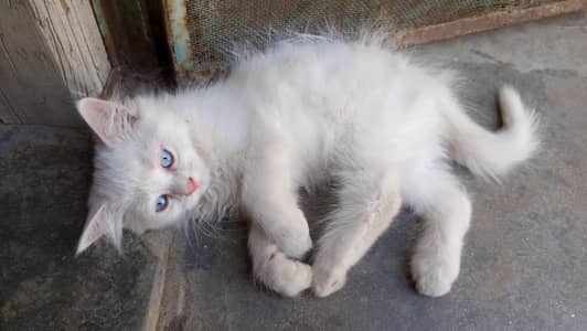 3 kittens white colour and blue eyes triple coated 12000 per piece