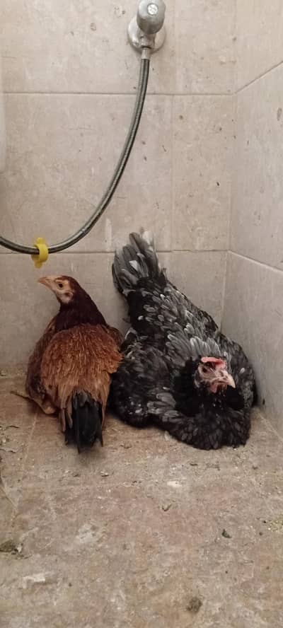 2 kurak Hens are available in Lahore