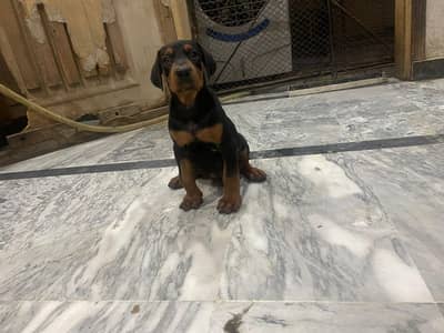 Doberman female active healthy