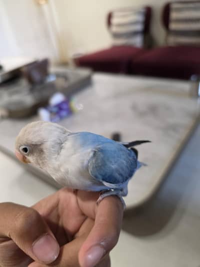100 % hand tame love bird