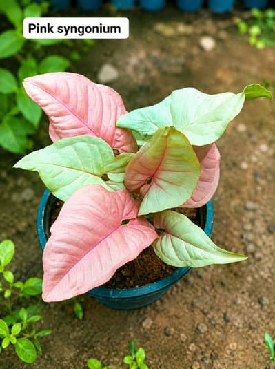 پنک سنگونیم (Pink Syngonium)