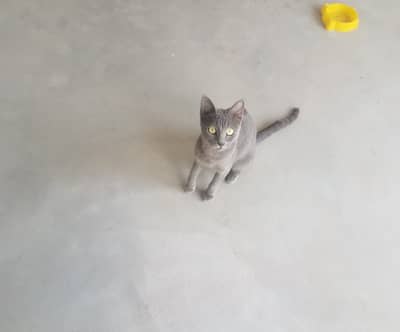 Russian Blue Cat (British Shorthair)