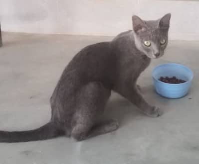 Russian Blue Cat (British Shorthair)