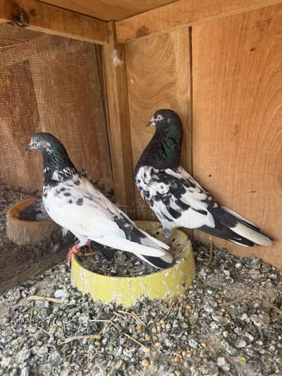 Teddy cross pair and rampuri plus sialkoti pair
