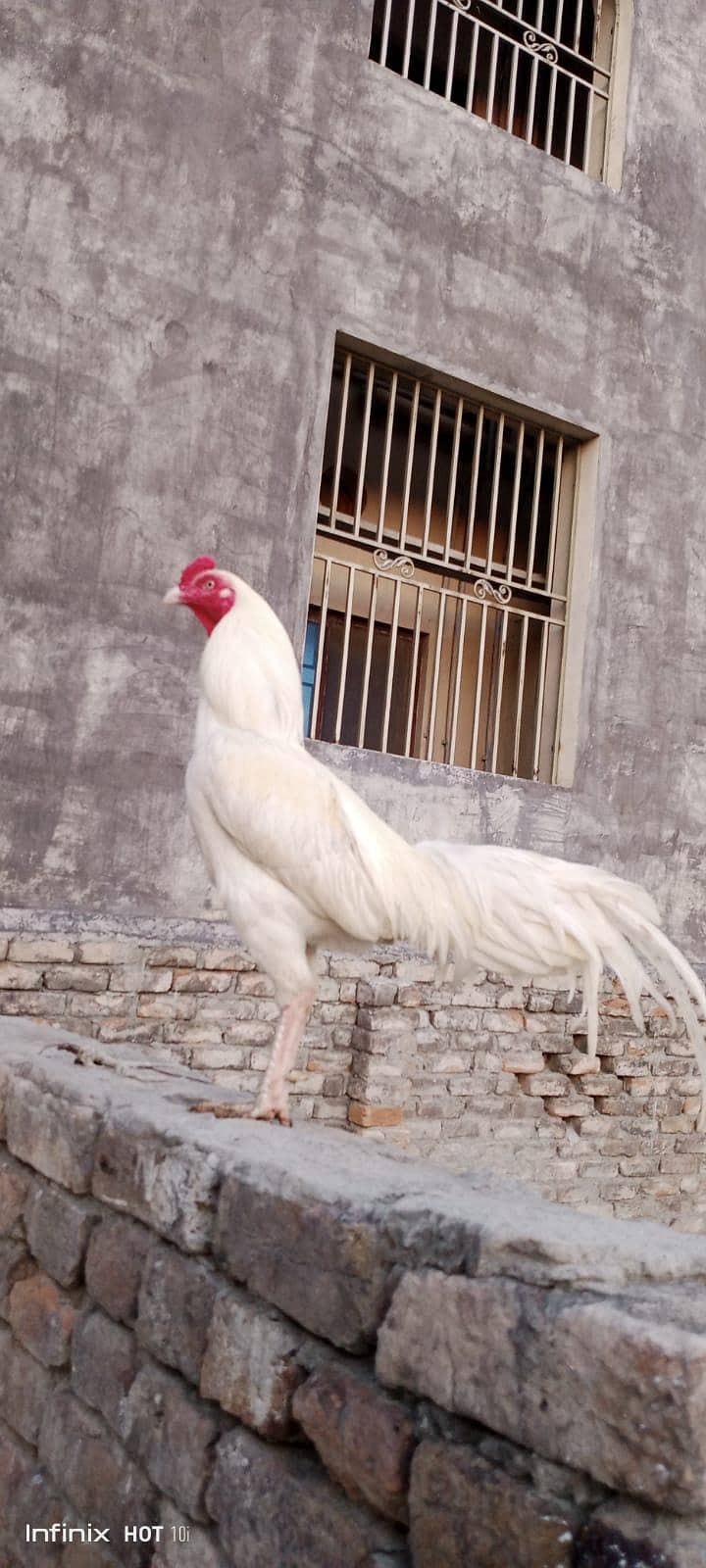heera 1