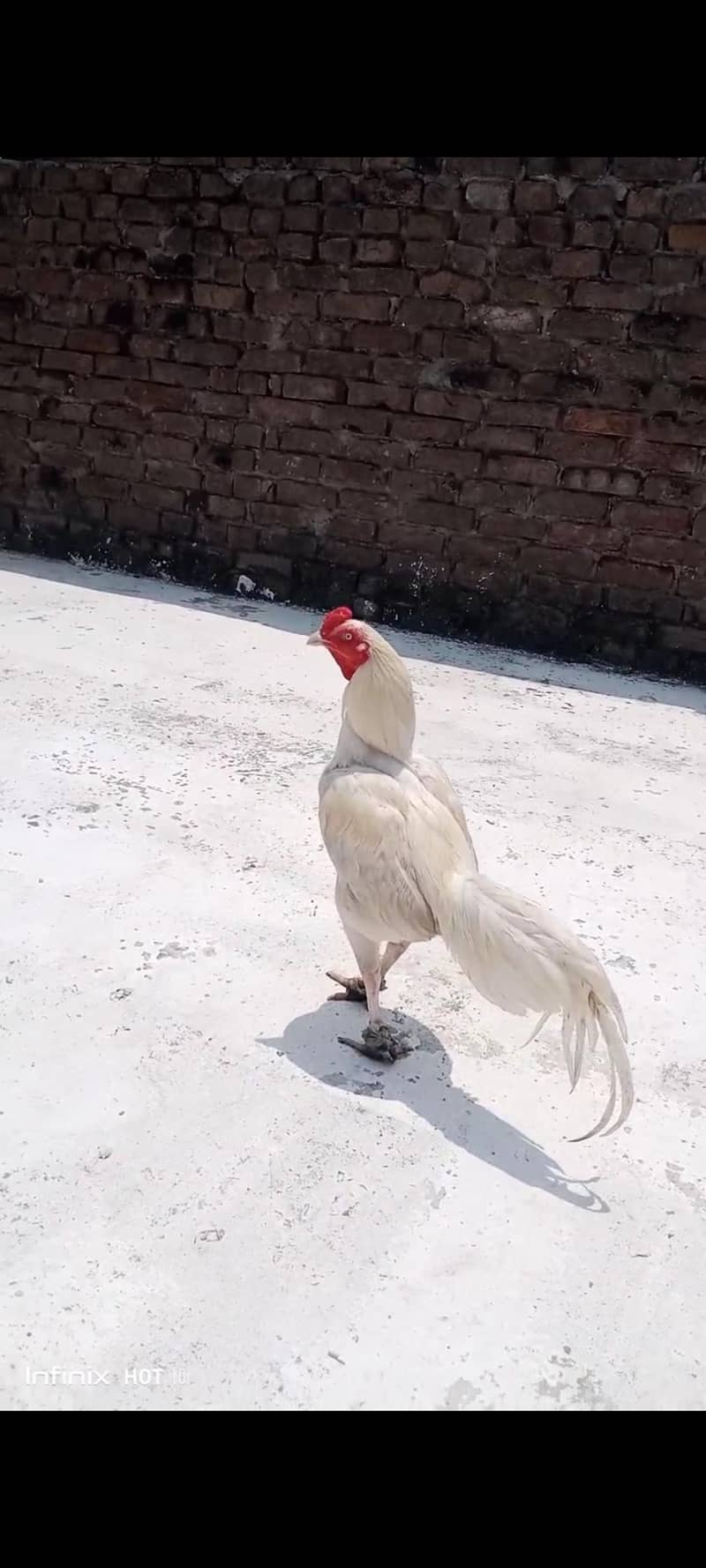 heera 2