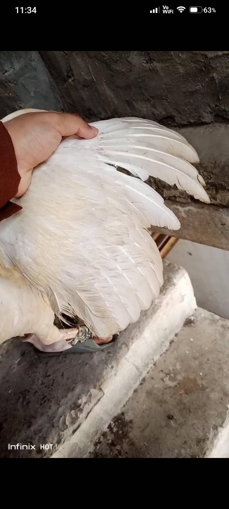 heera 4