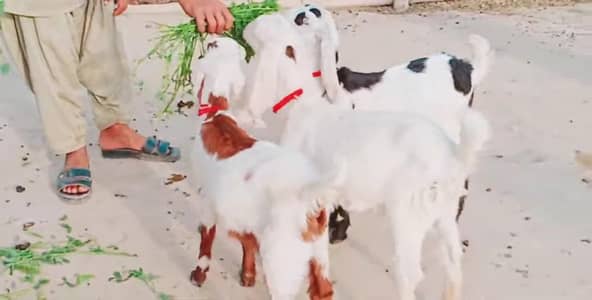 3 Bacchon Ka Sath Desi Bakri For Sale _ _03134947622