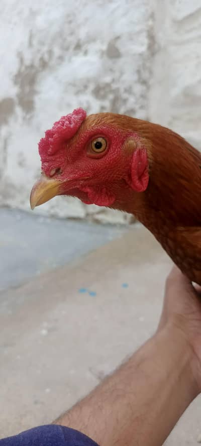 Mugha for sell