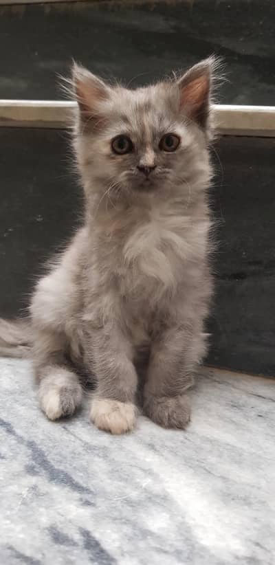 kitten