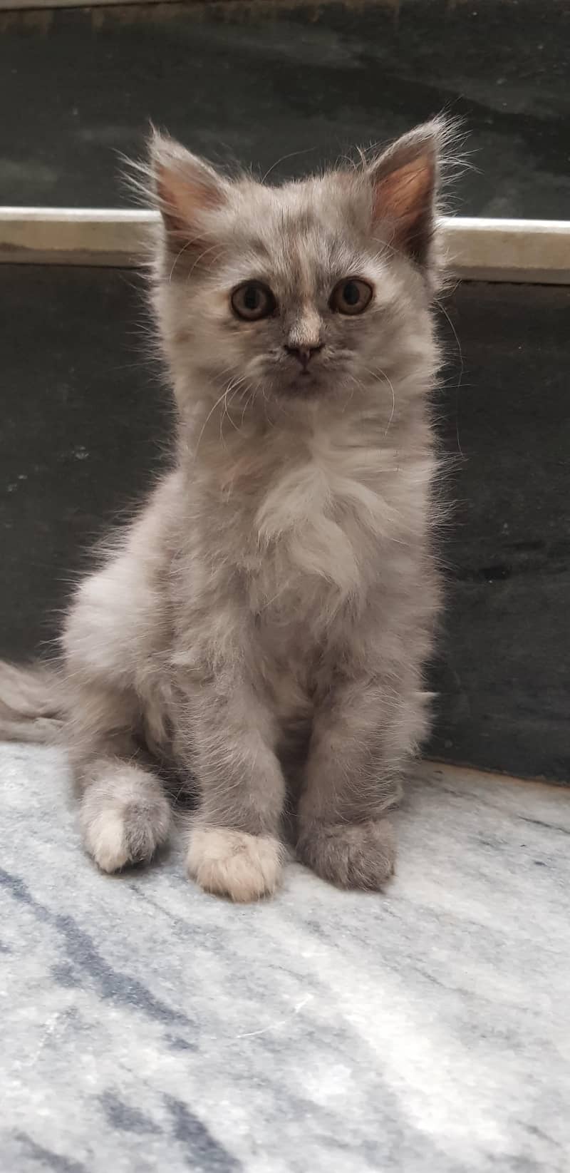 kitten 0