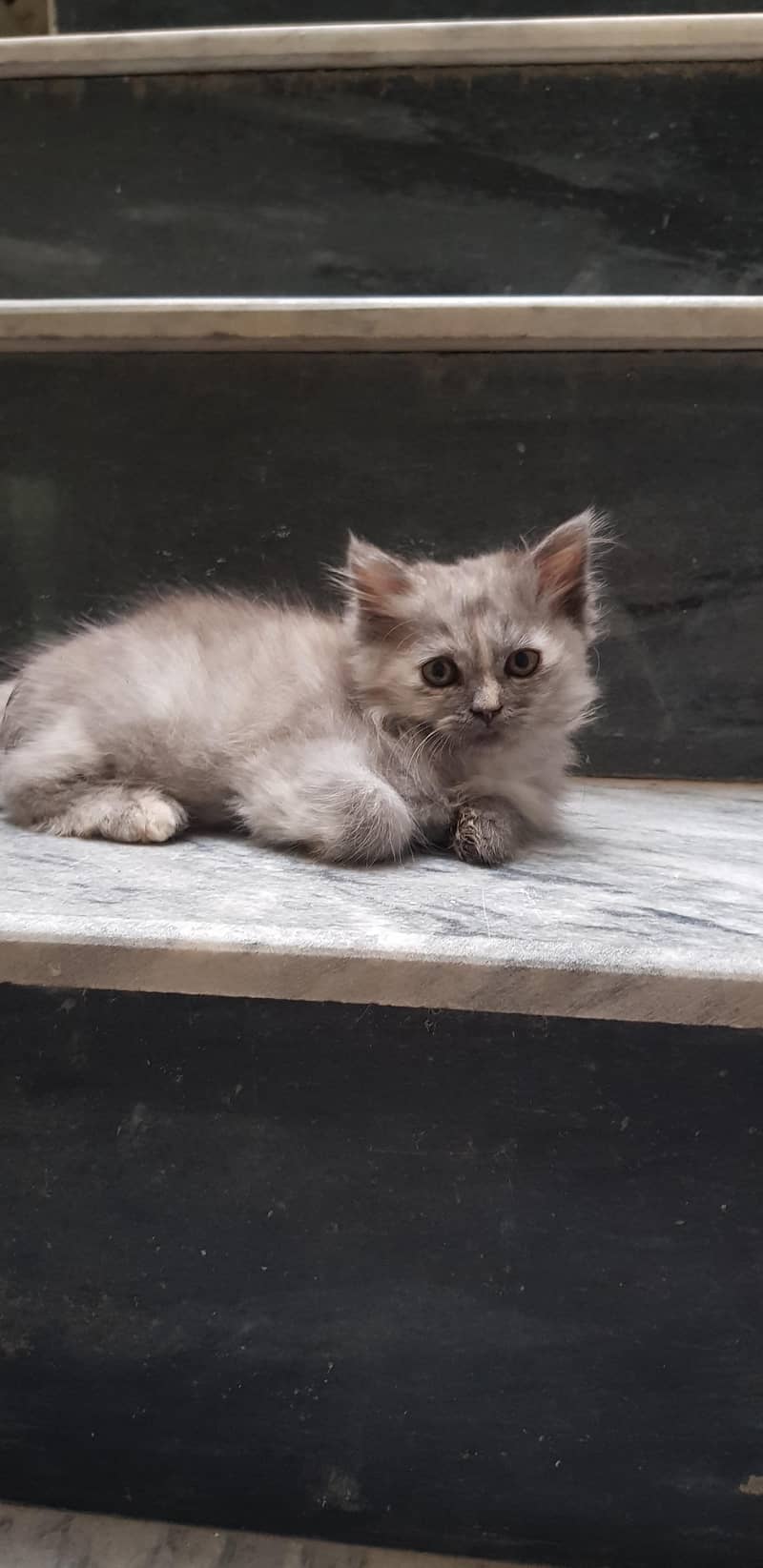 kitten 1