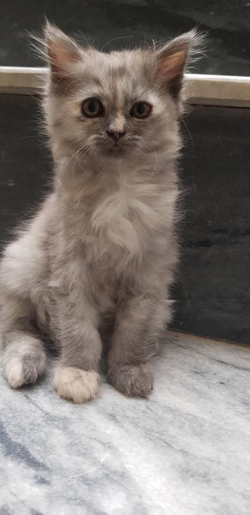 kitten 2