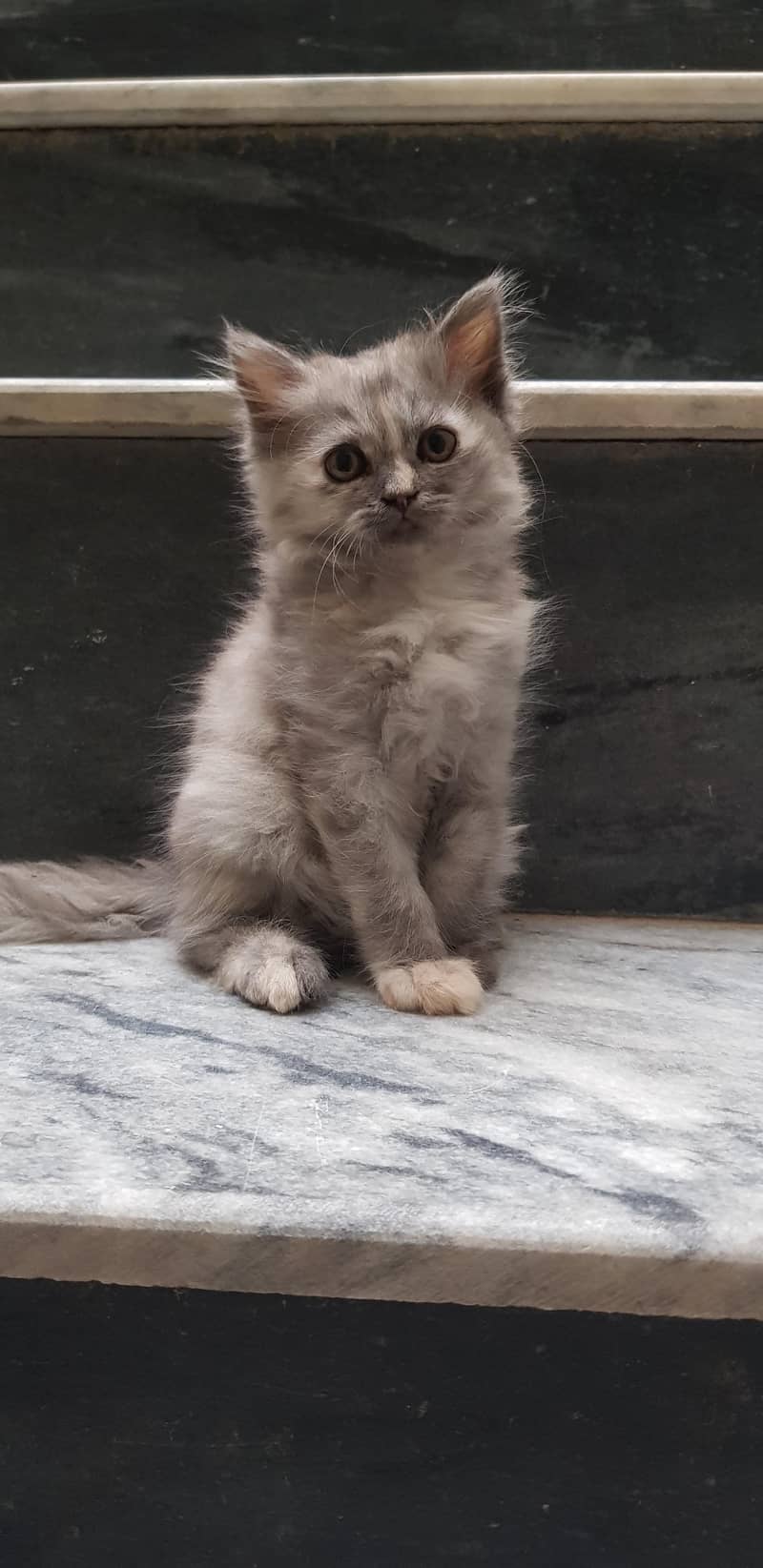 kitten 3