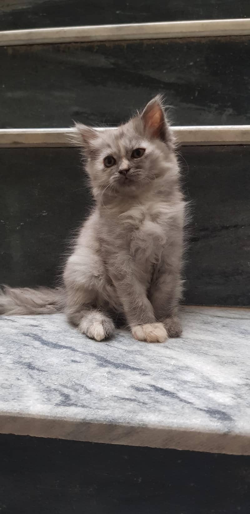 kitten 4