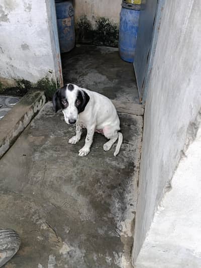 English pointer 5 months for sale