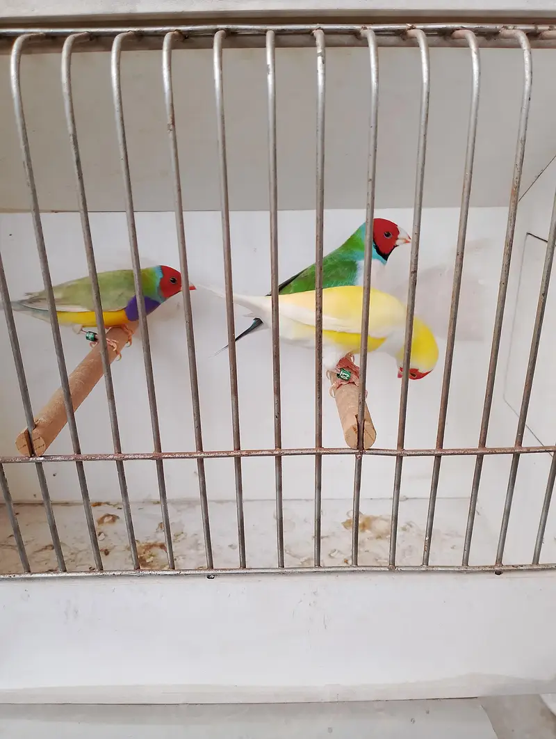gouldian common and red eyes exibition pair