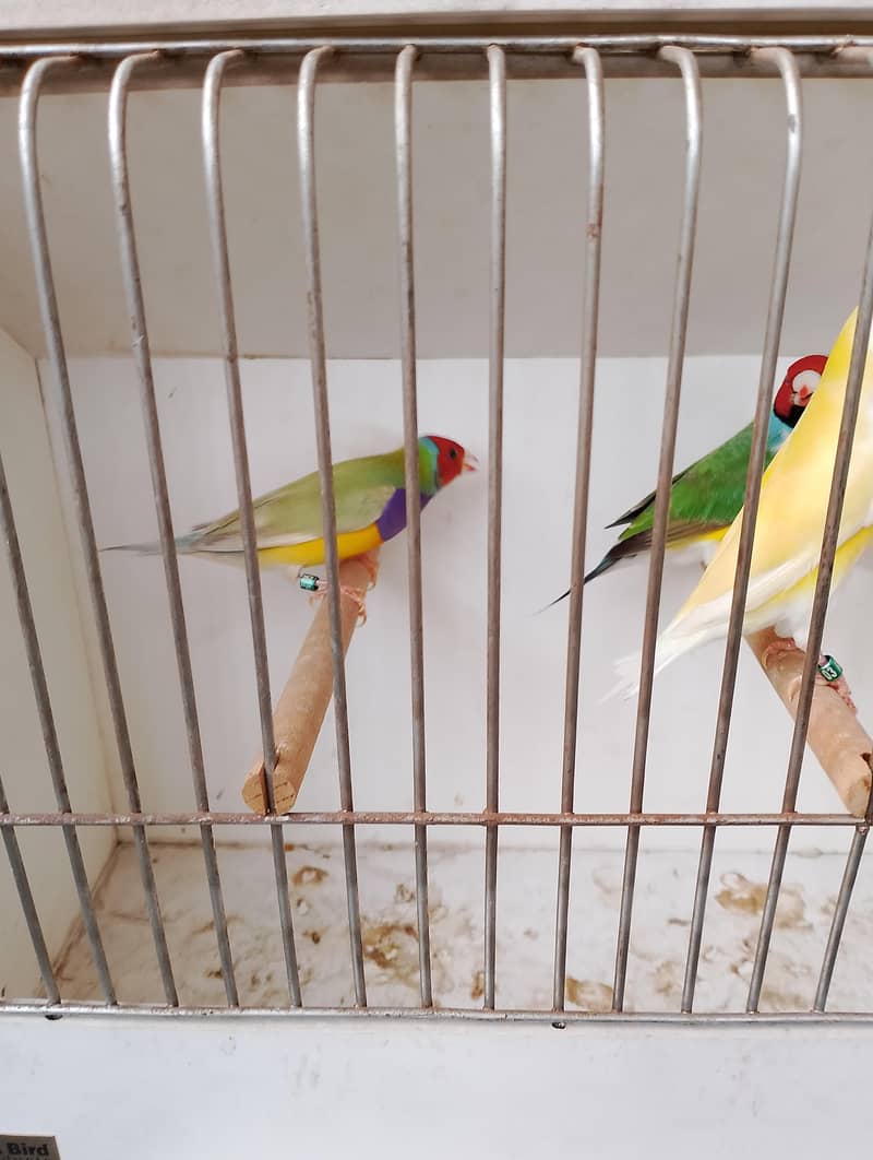 gouldians 3