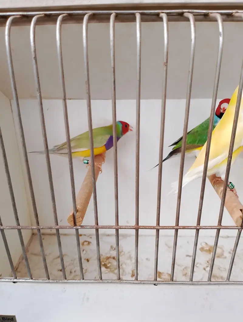 gouldian common and red eyes exibition pair — photo 8
